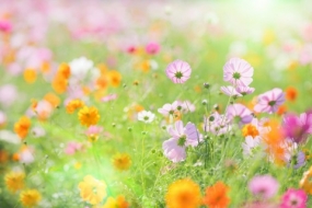 ありがとうございました！